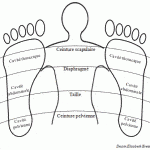 Illustration des zones de réflexologie plantaire